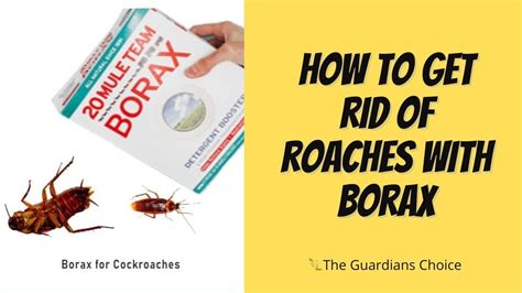 Borax to kill roaches. Things To Know About Borax to kill roaches. 